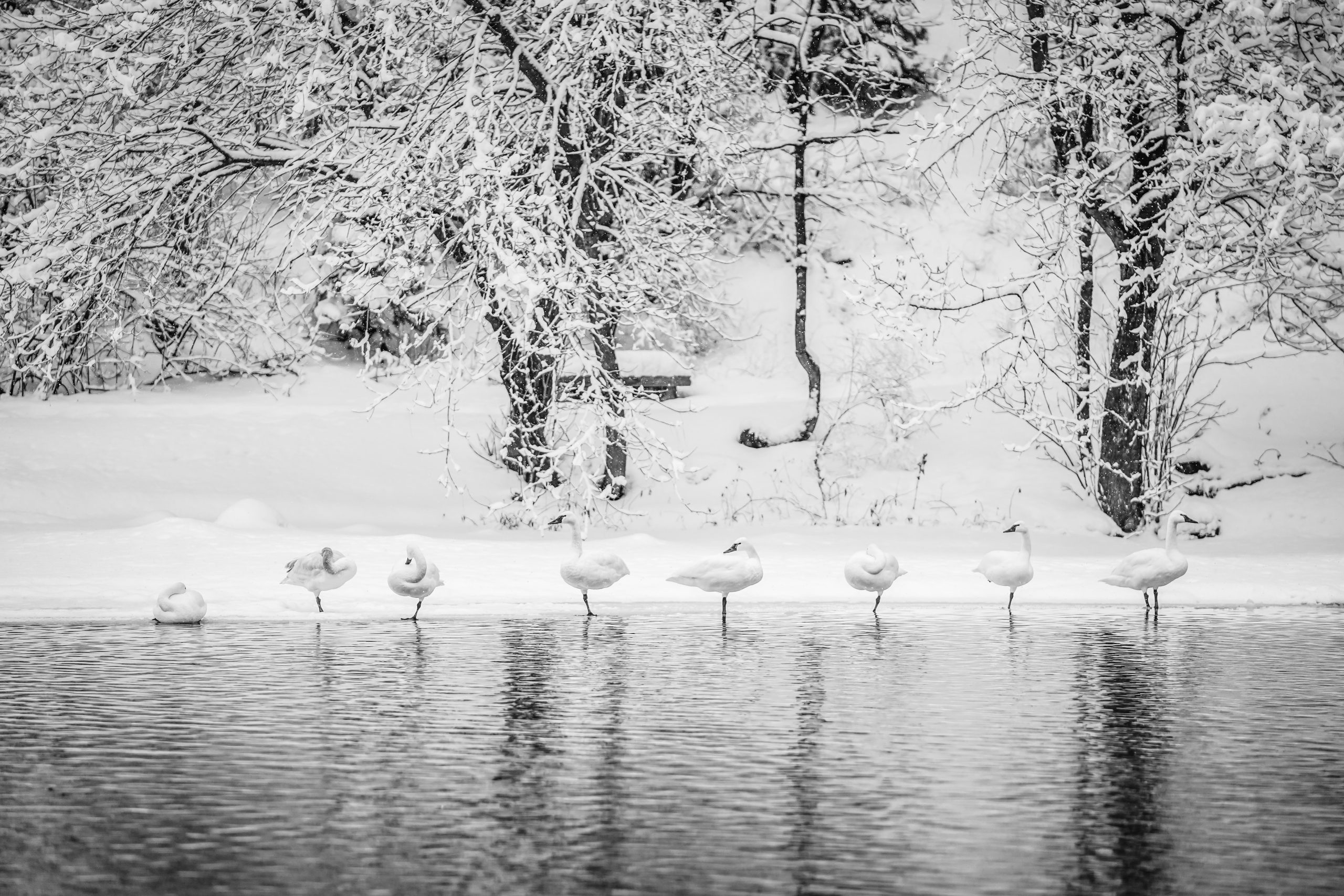 Tasha Williams @ Log Haven