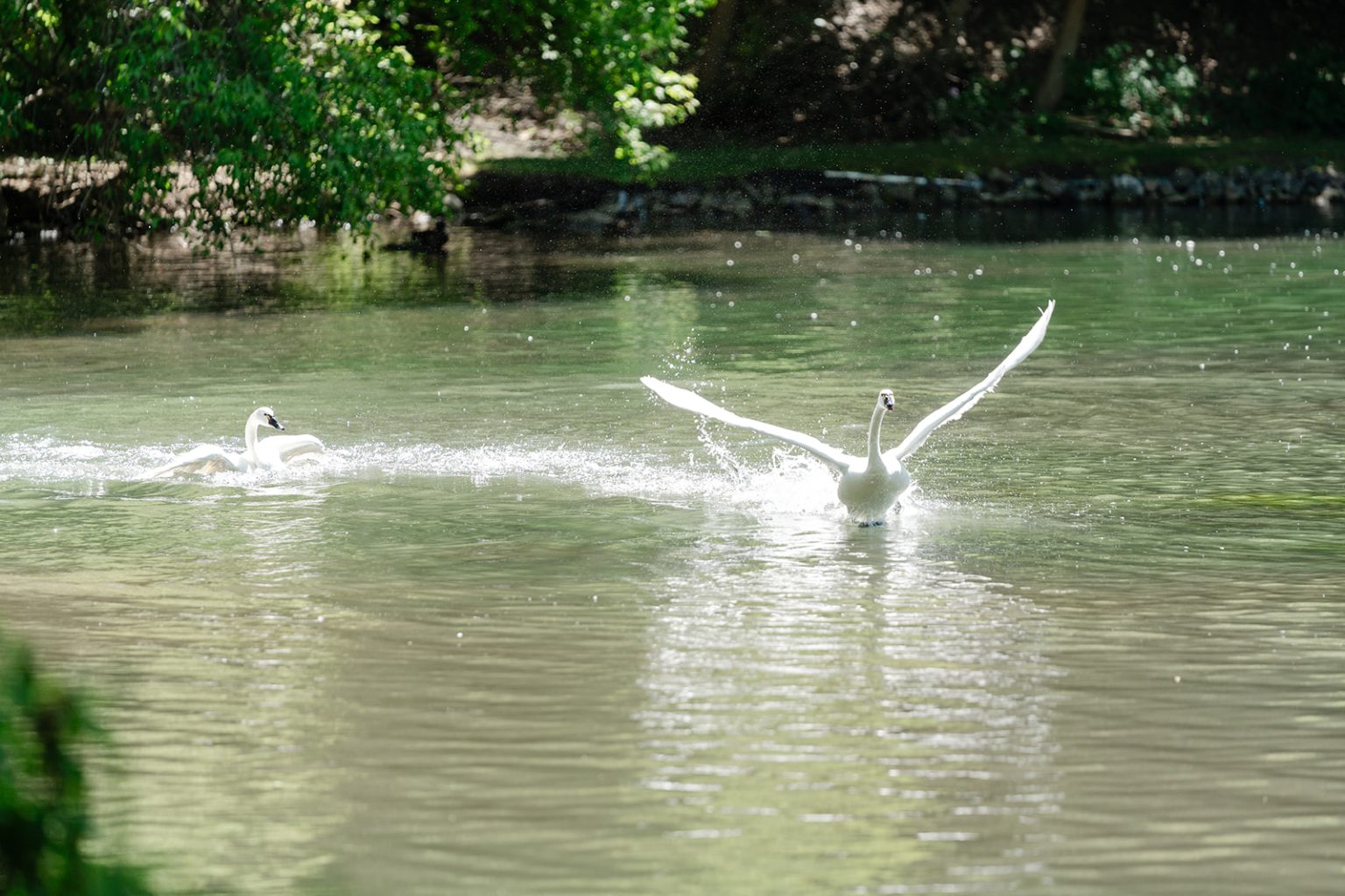 nonprofit events and fundraisers at log haven, Alex Gribbin + Ian Dornfeld